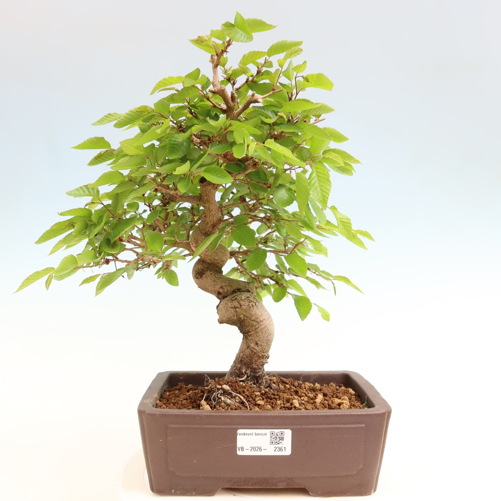 Bonsai voor buiten -Carpinus Coreana - Koreaanse haagbeuk