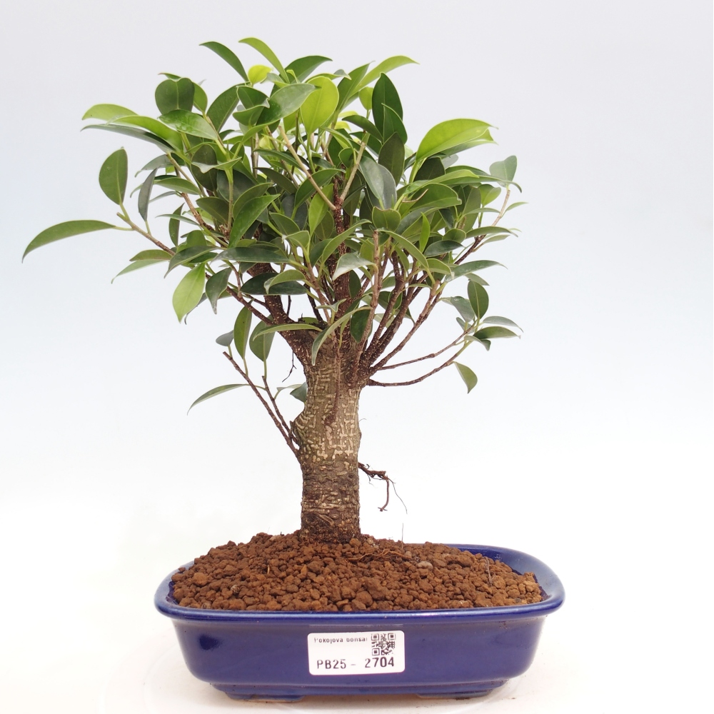 Kamerbonsai - Ficus retusa - kleinbladige ficus
