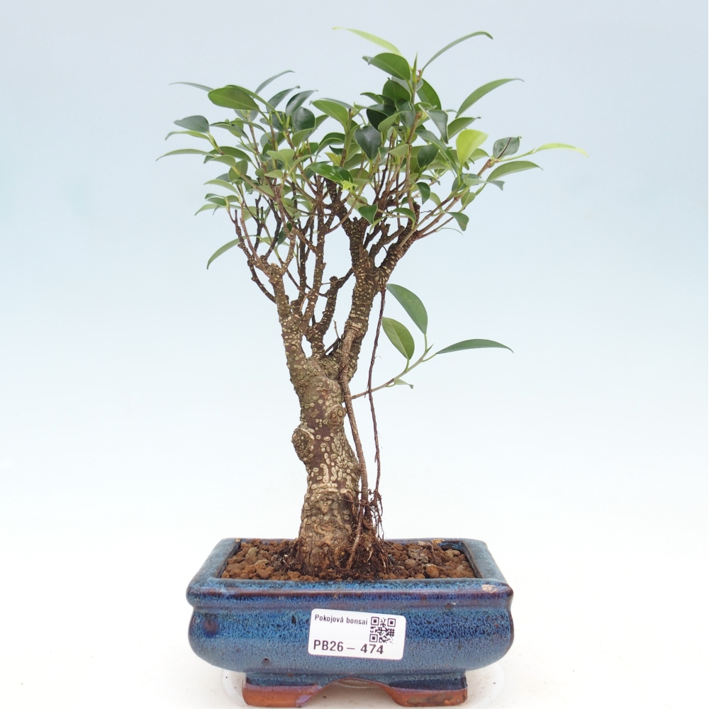Kamerbonsai - Ficus retusa - kleinbladige ficus