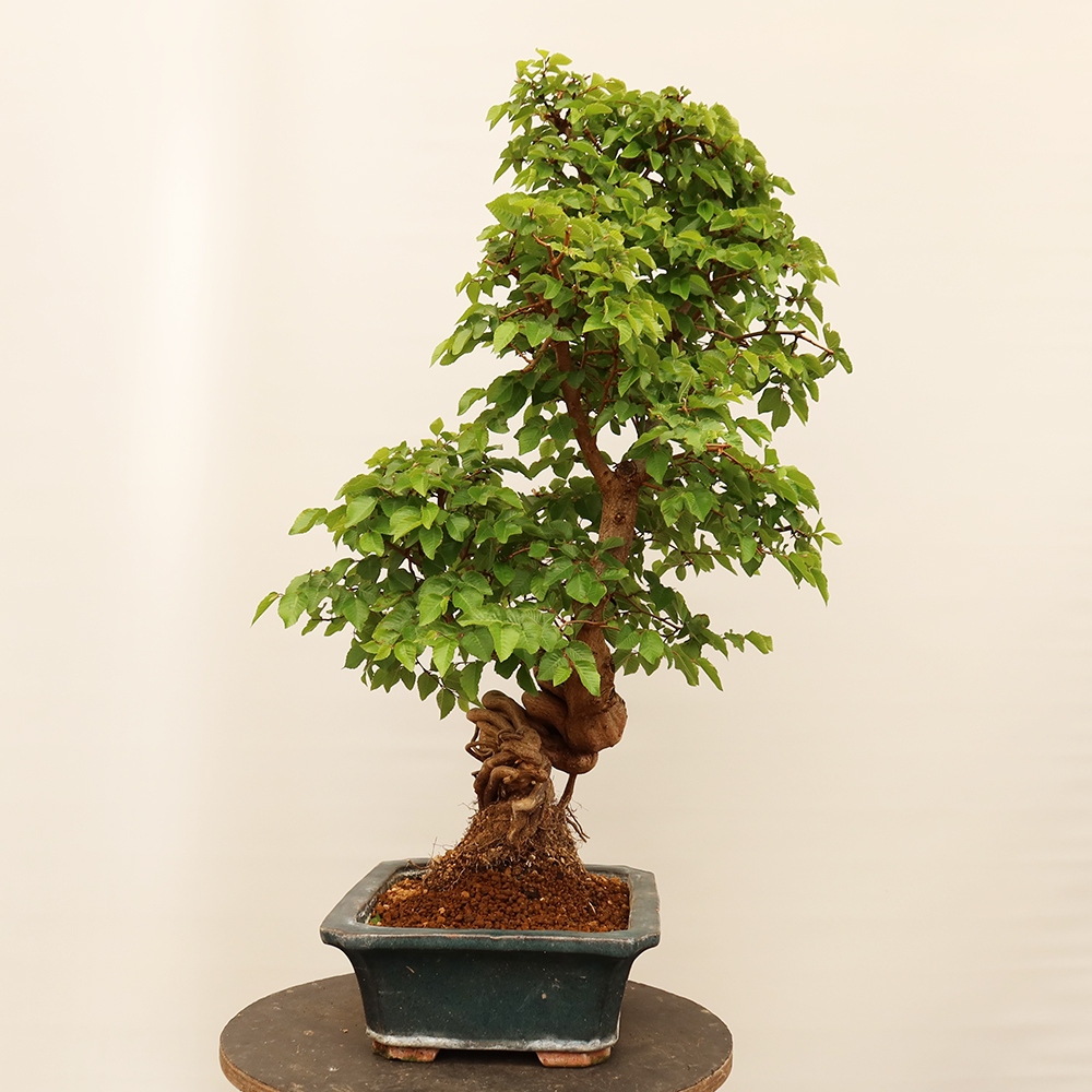 Bonsai voor buiten -Carpinus Coreana - Koreaanse haagbeuk