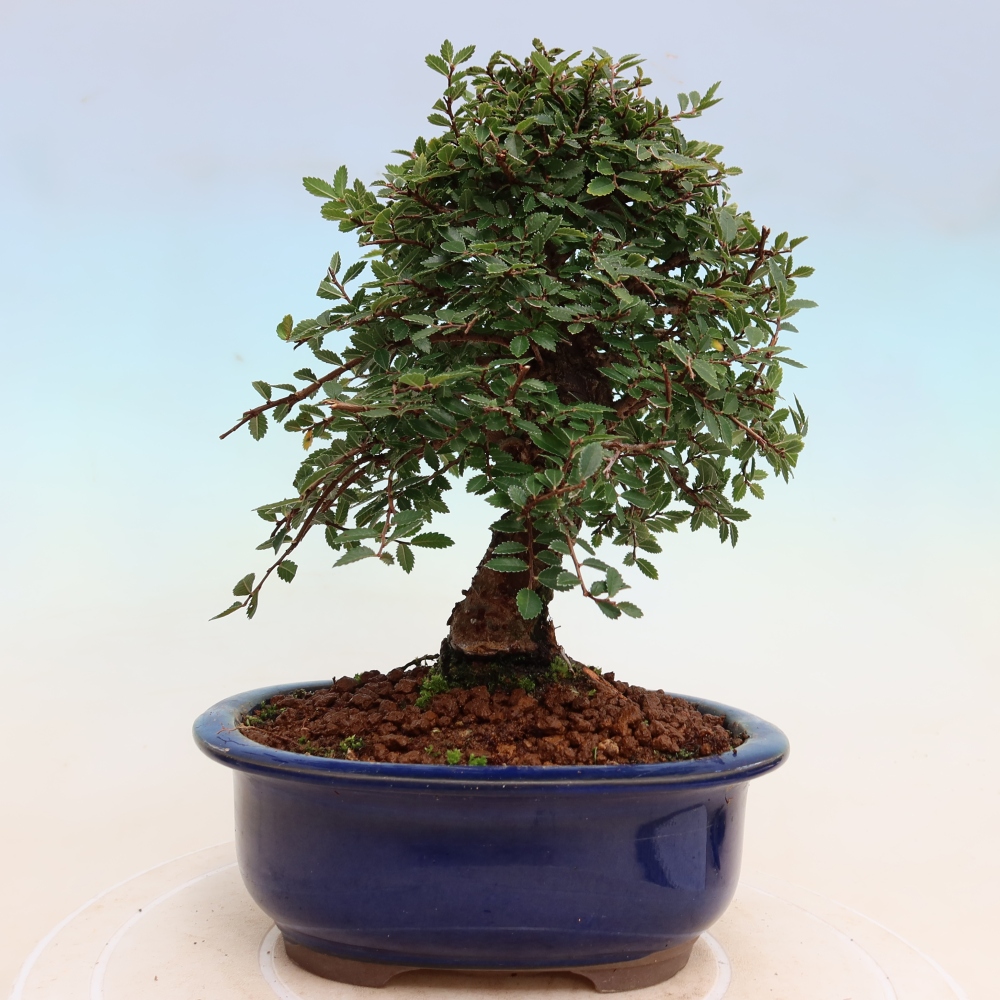Bonsai voor buiten - Zelkova - Zelkova NIRE