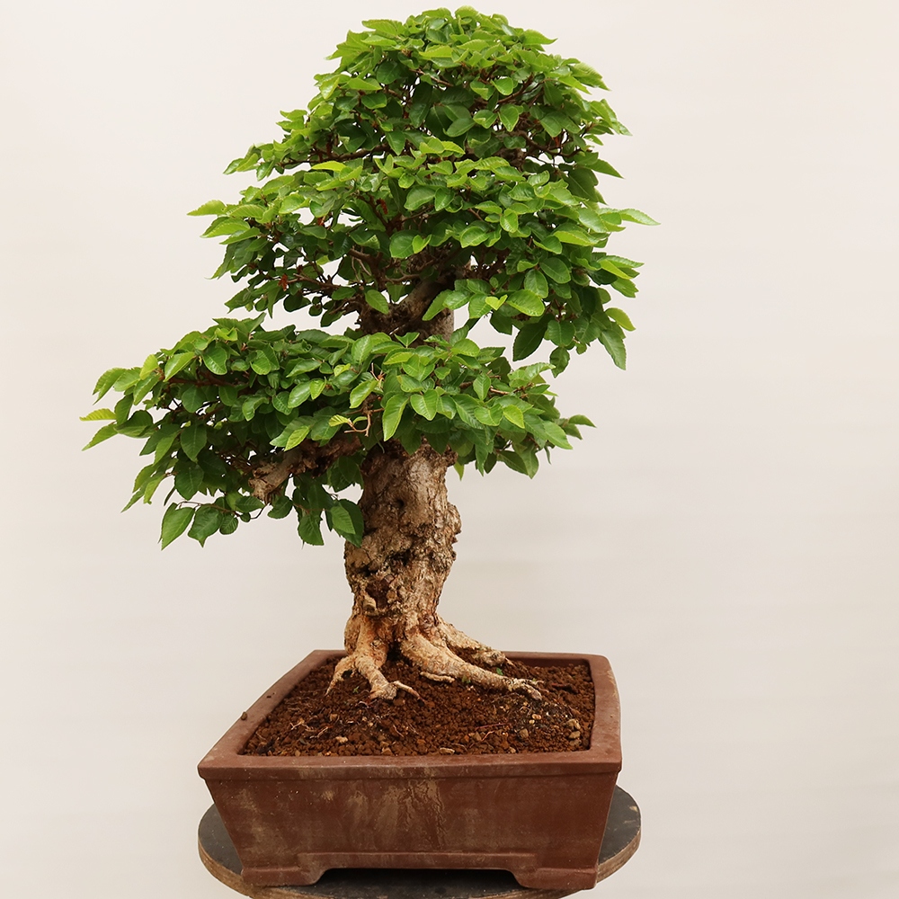Bonsai voor buiten -Carpinus Coreana - Koreaanse haagbeuk