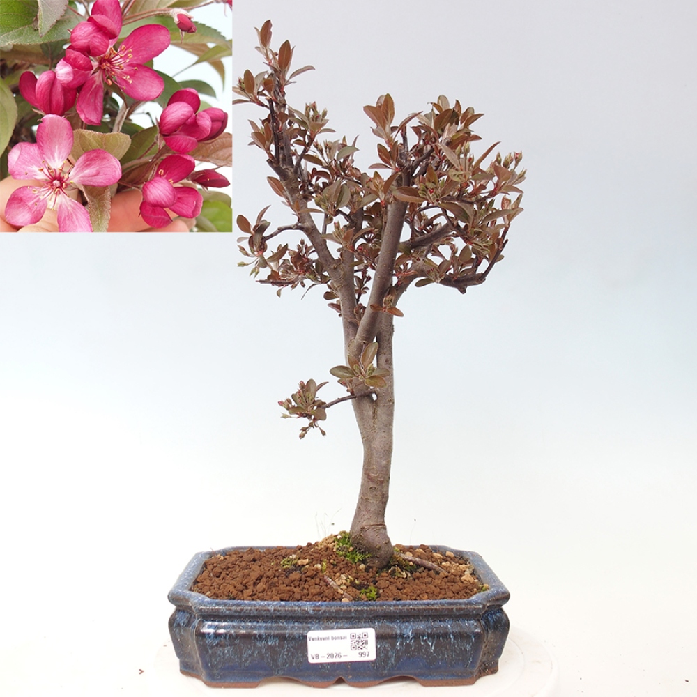 Bonsai voor buiten -Malus domestica - Roodbladige appelboom met kleine vruchten