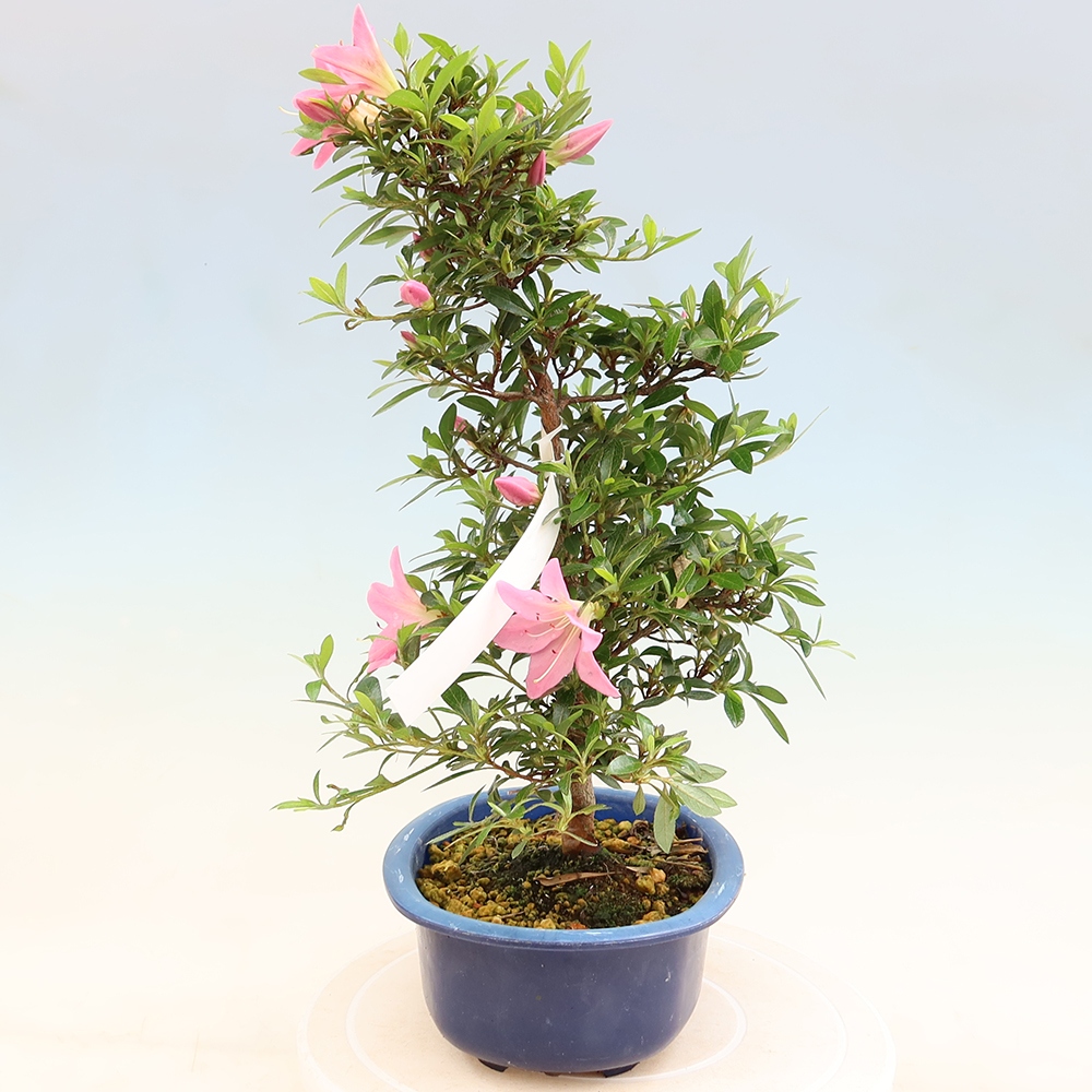 Bonsai voor buiten - Japanse Azalea - Azalea Nasuno