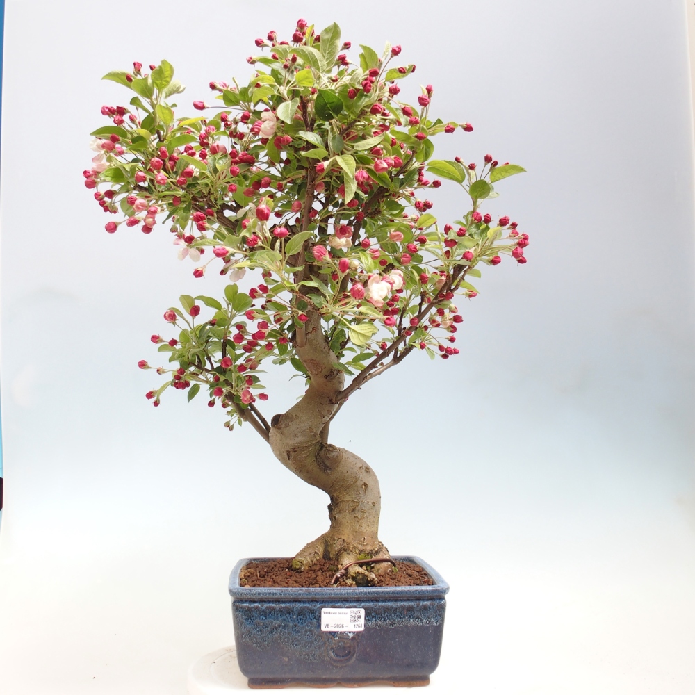 Bonsai voor buiten -Malus halliana - Appelboom met kleine vruchten