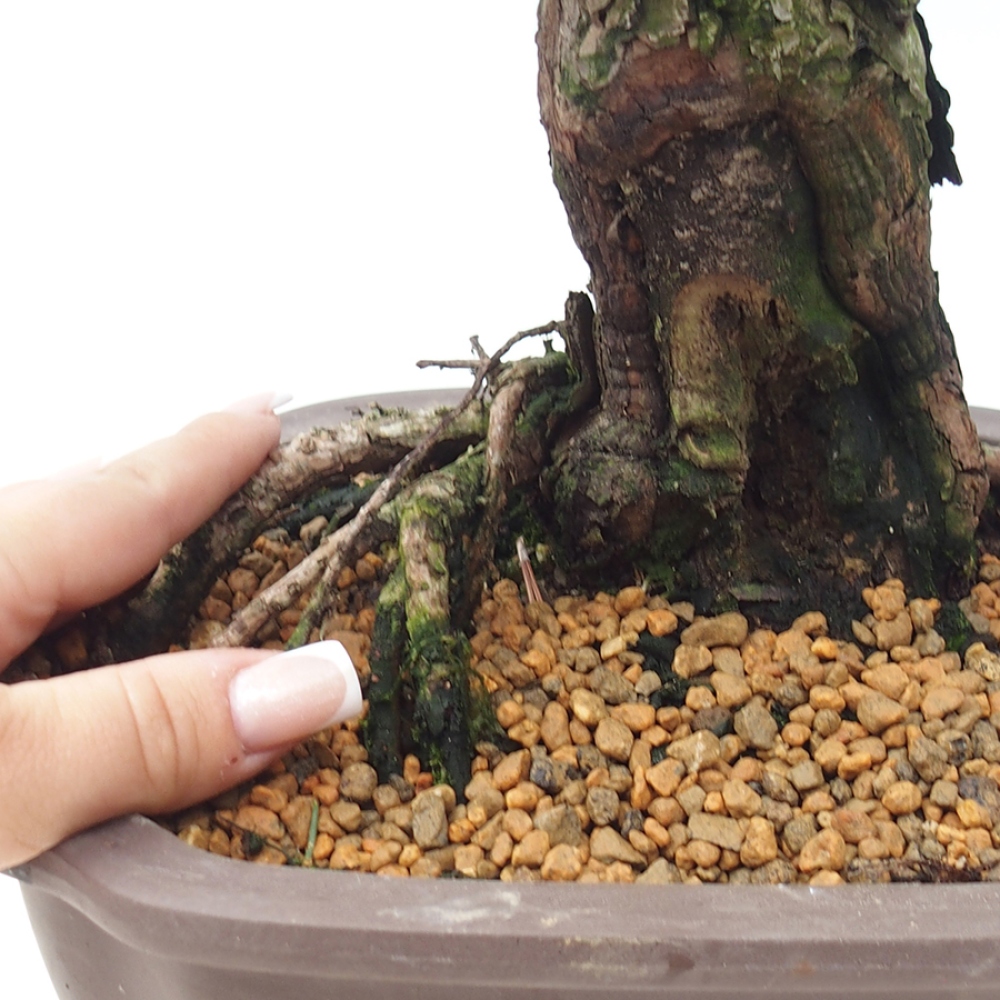 Bonsai voor buiten - Pinus thunbergii Kotobuki - Thunberg den