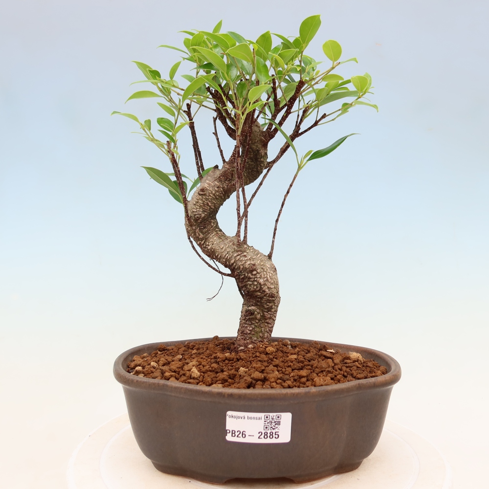 Kamerbonsai - Ficus kimmen - kleinbladige ficus