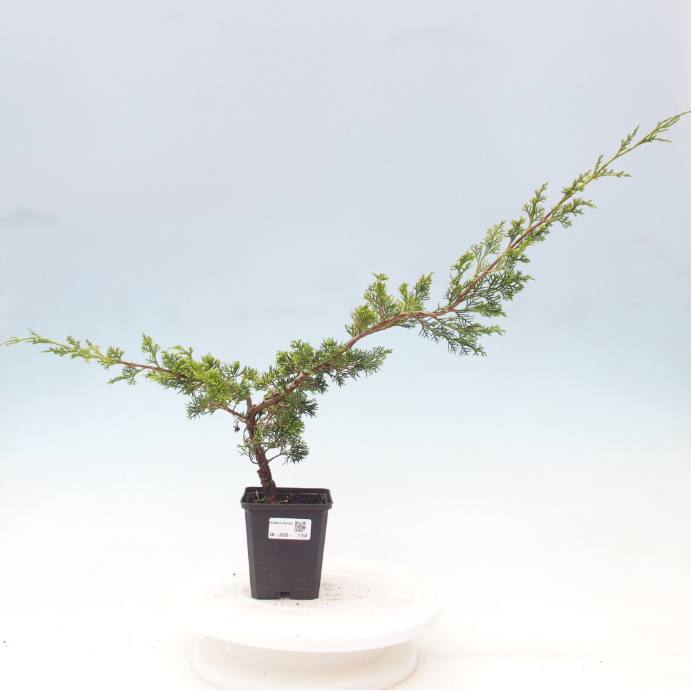 Bonsai voor buiten - Juniperus chinensis Itoigawa