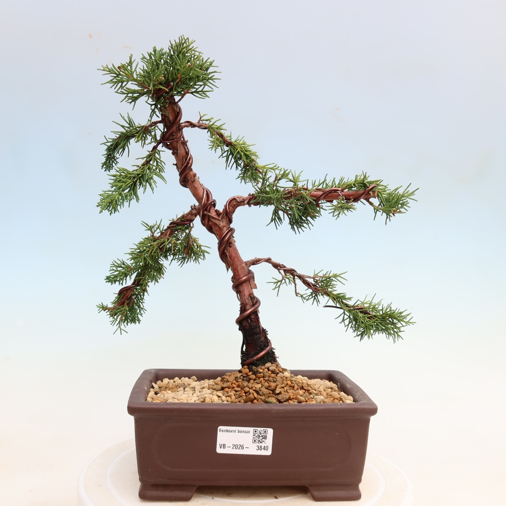 Bonsai voor buiten - Juniperus chinensis Kishu