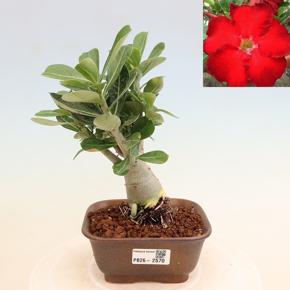 Kamerbonsai - Adenium obesum Red Star - Woestijnroos