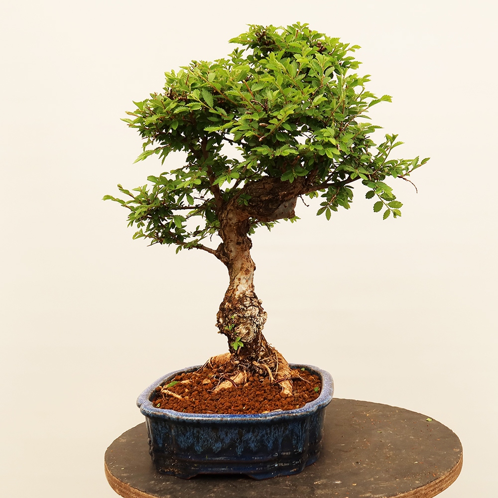 Bonsai voor buiten - Zelkova - Zelkova NIRE