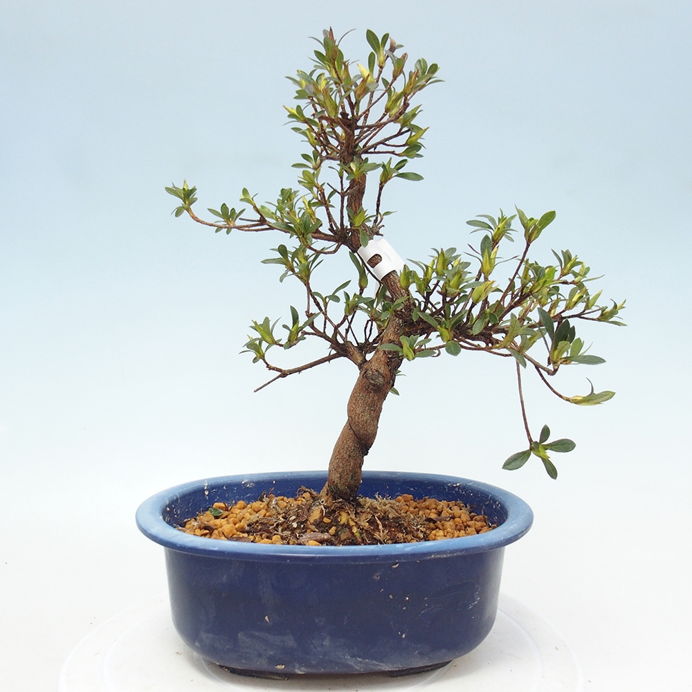 Bonsai voor buiten - Japanse Azalea - Azalea Hand
