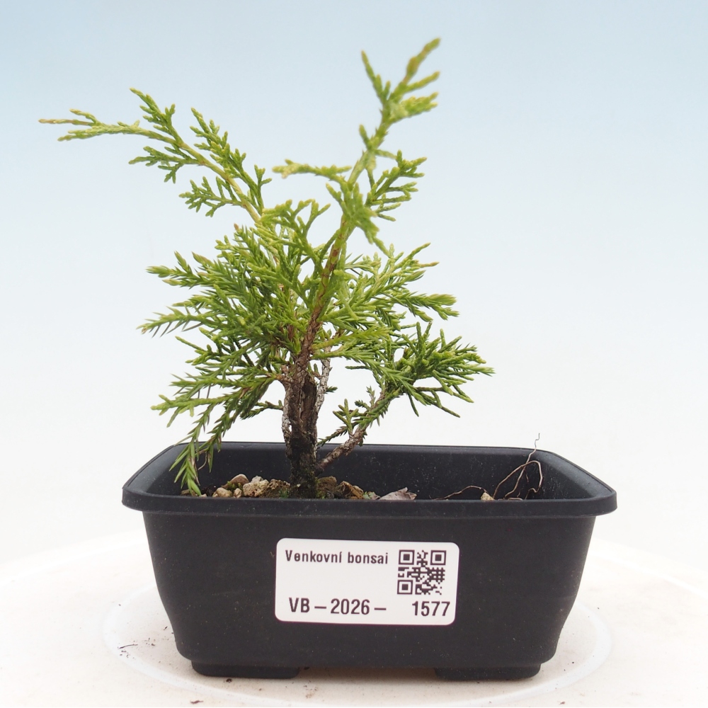 Bonsai voor buiten - Juniperus chinensis Itoigawa