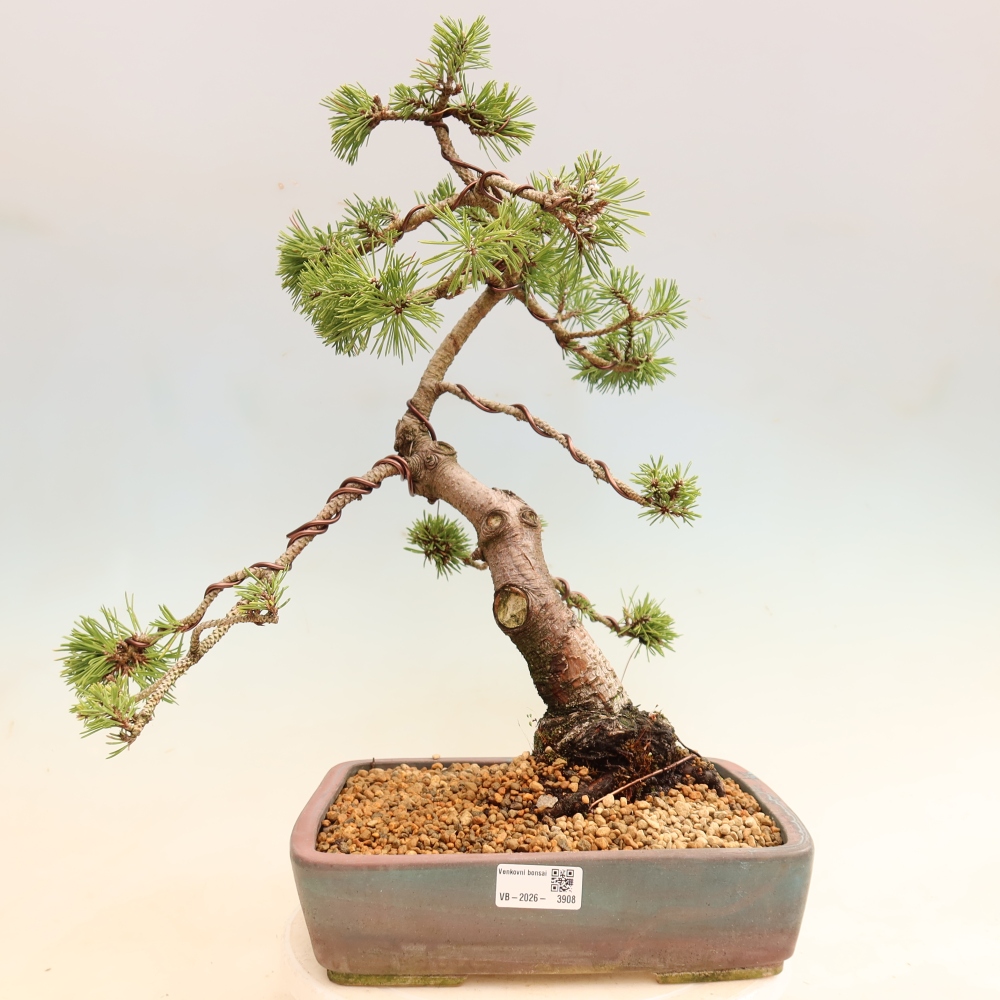 Bonsai voor buiten - Pinus mugo Humpy  - Bergden