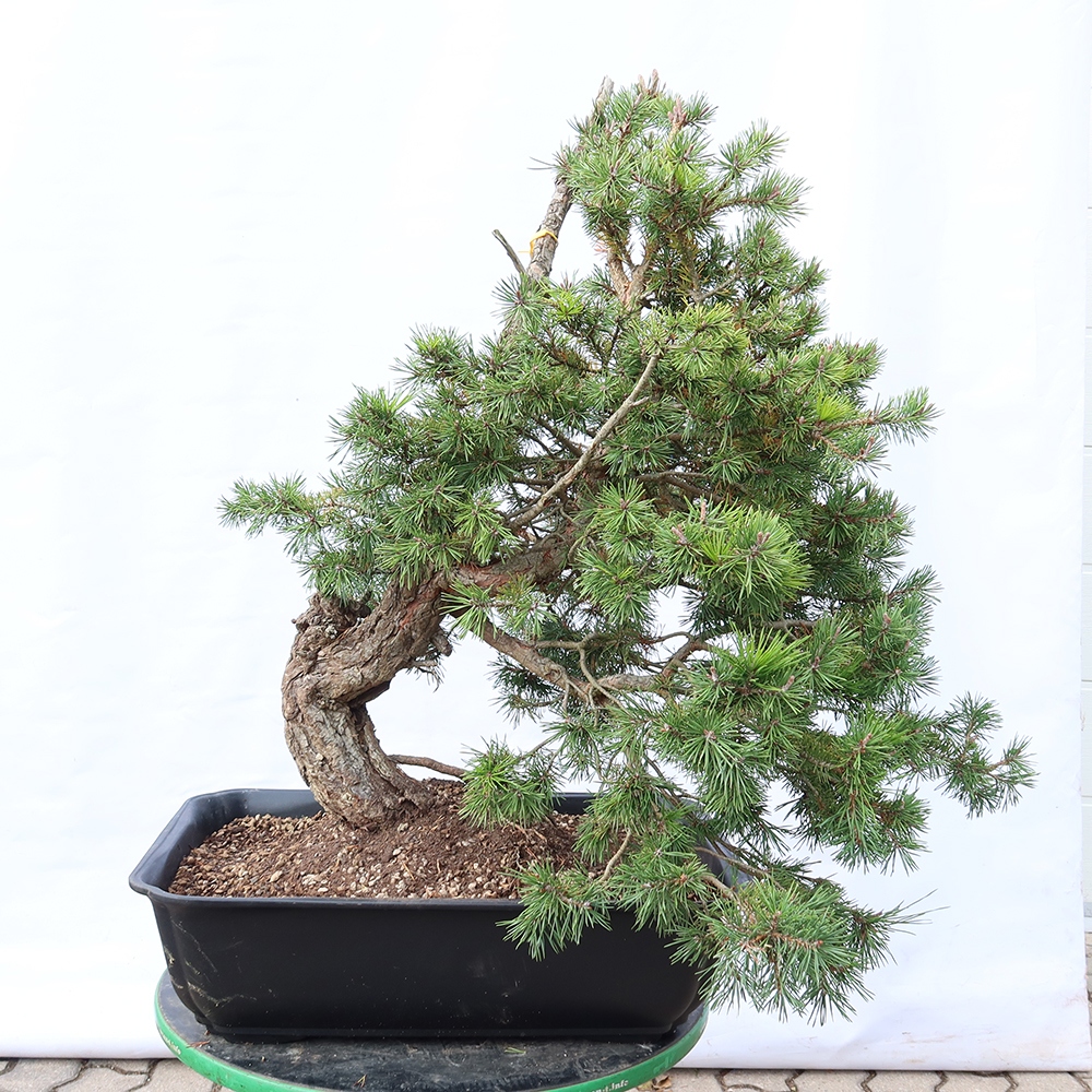 Pinus sylvestris Spanje - grove den
