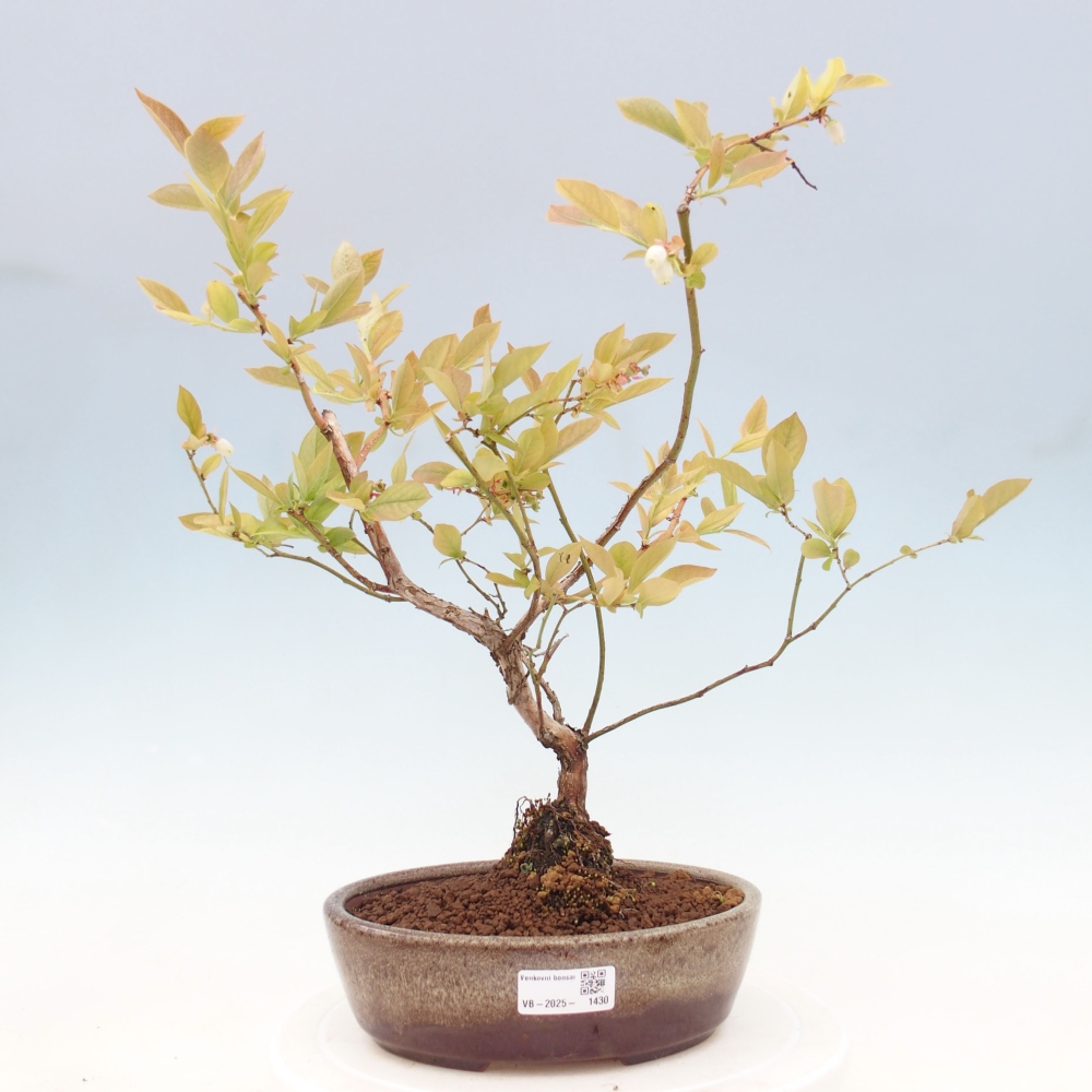 Bonsai voor buiten - Canadese bosbes - Vaccinium corymbosum