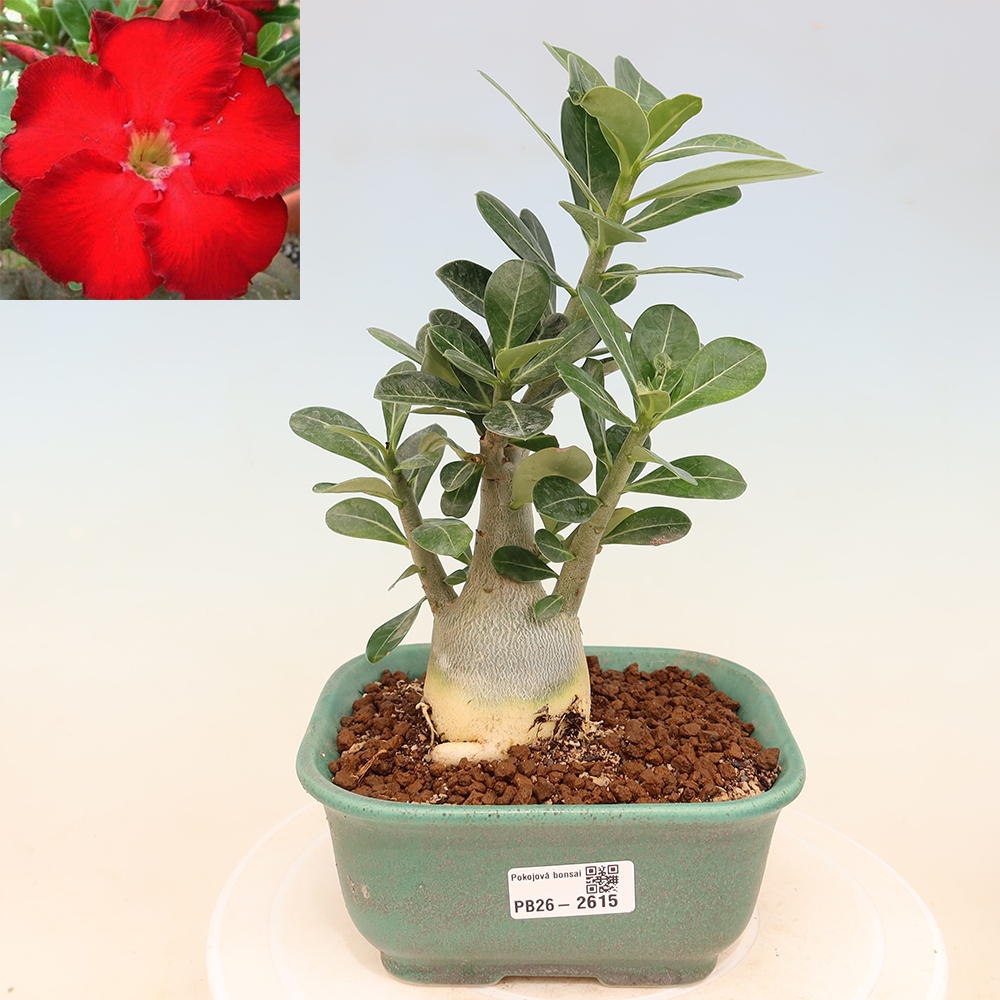 Kamerbonsai - Adenium obesum Red Star - Woestijnroos