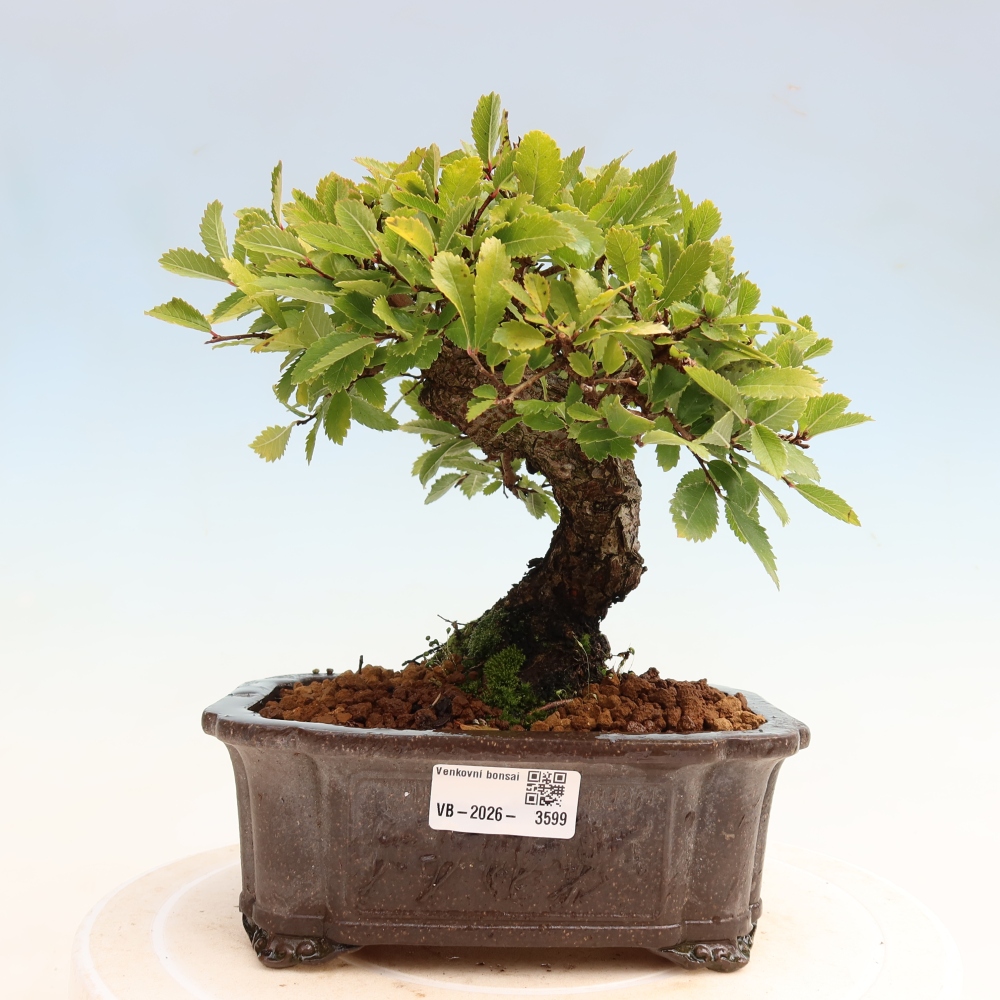 Bonsai voor buiten - Zelkova - Zelkova NIRE