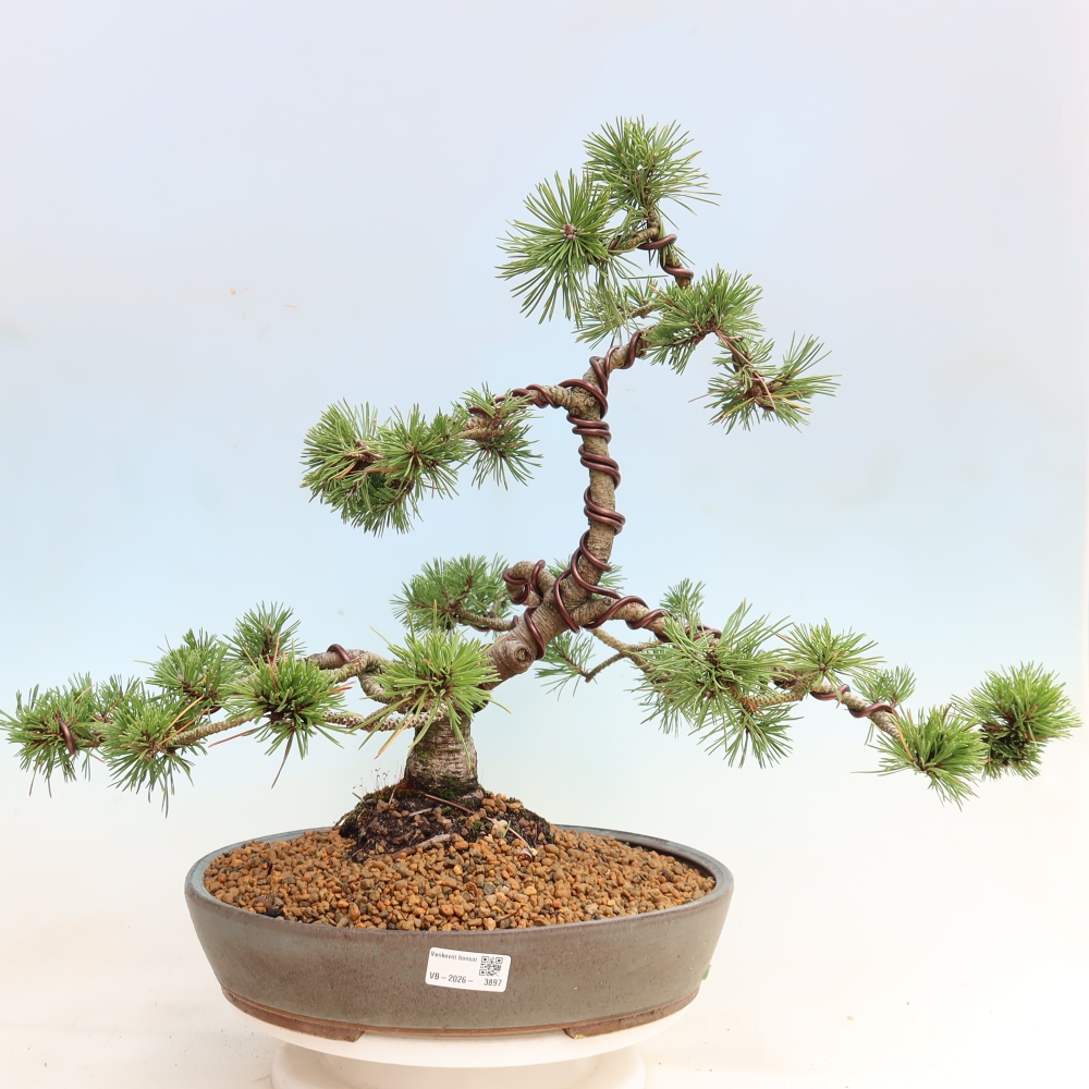 Bonsai voor buiten - Pinus mugo Humpy  - Bergden