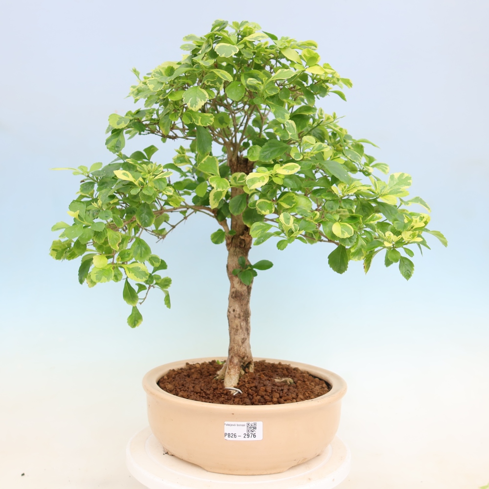 Kamerbonsai - Duranta erecta Aurea