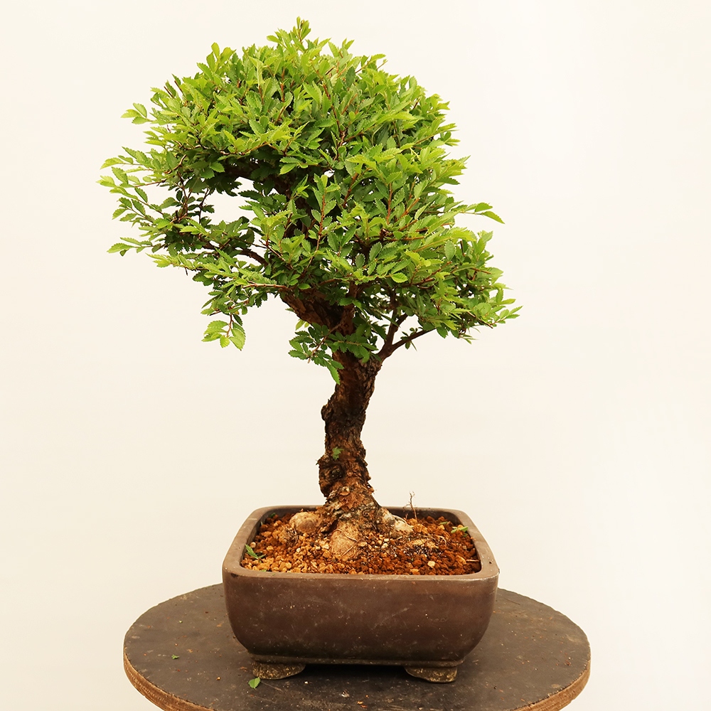Bonsai voor buiten - Zelkova - Zelkova NIRE