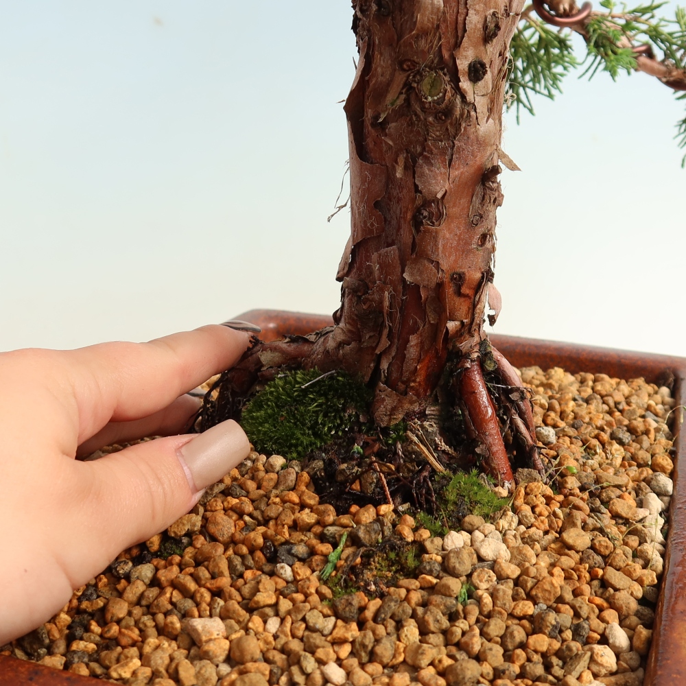 Bonsai voor buiten - Juniperus chinensis Kishu