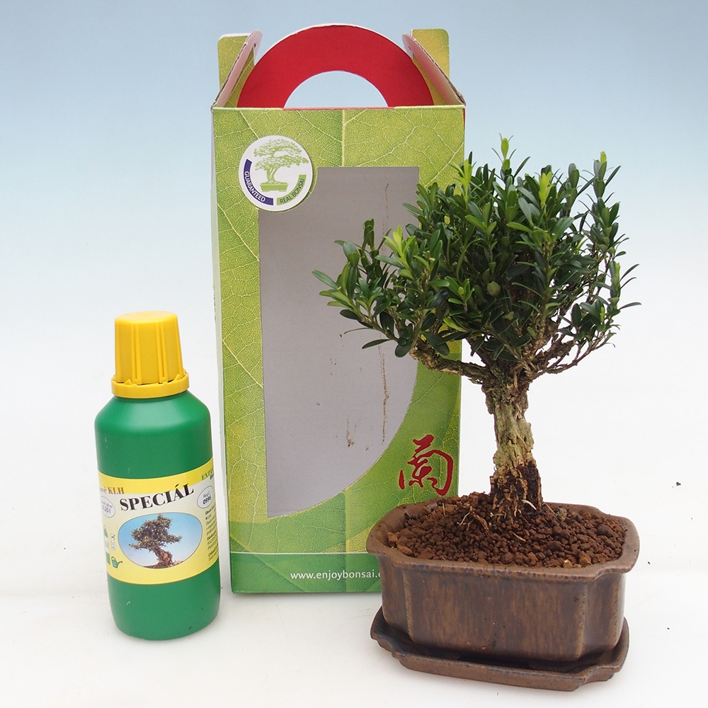 Kamerbonsai in geschenkverpakking Buxus harlandii - kurk buxus