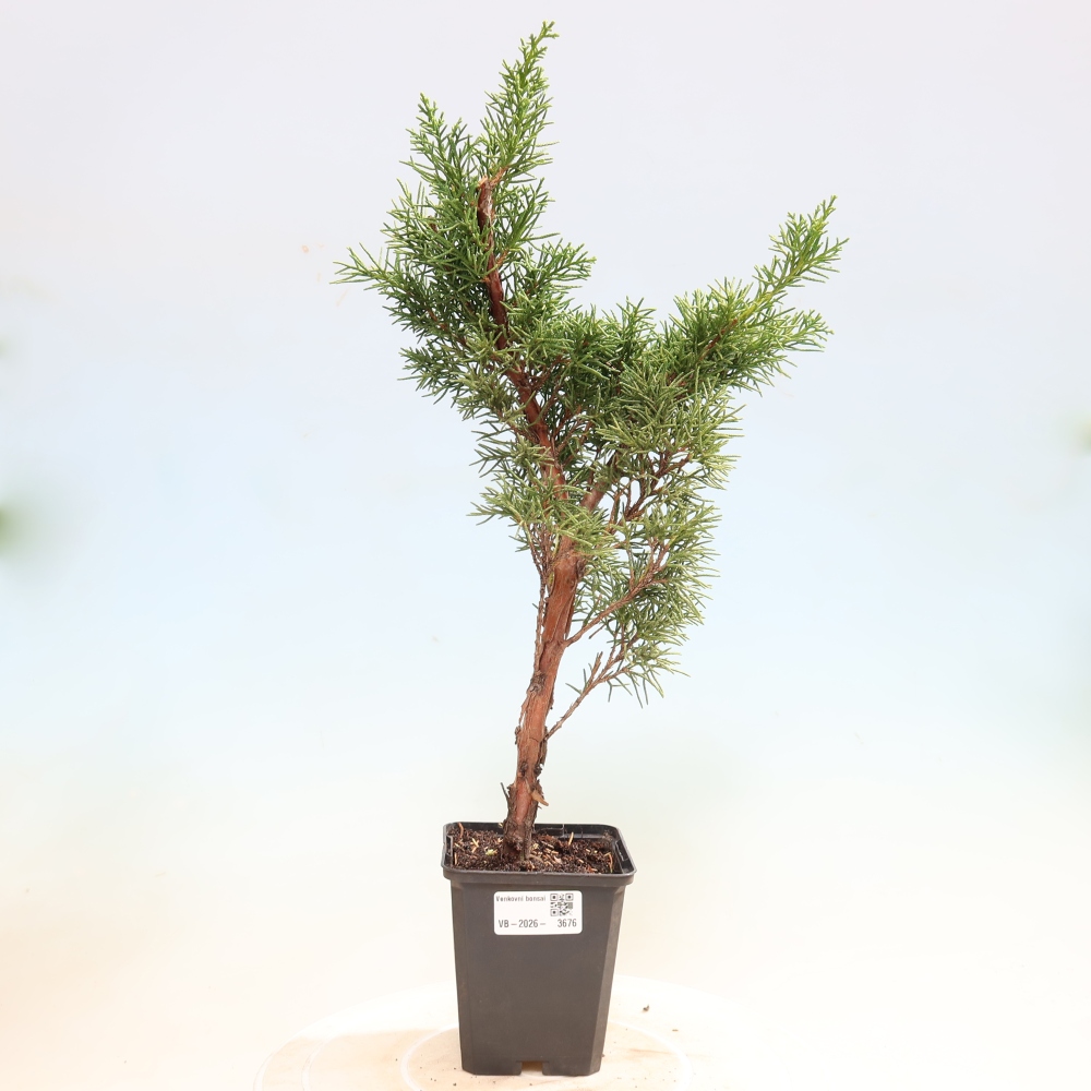 Bonsai voor buiten - Juniperus chinensis Kishu