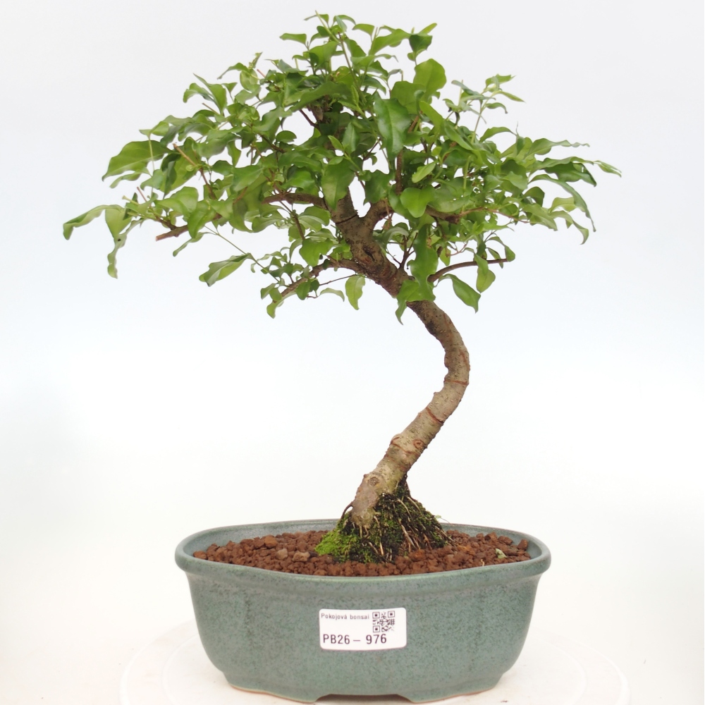 Kamerbonsai -Ligustrum chinensis - Vogelsnavel