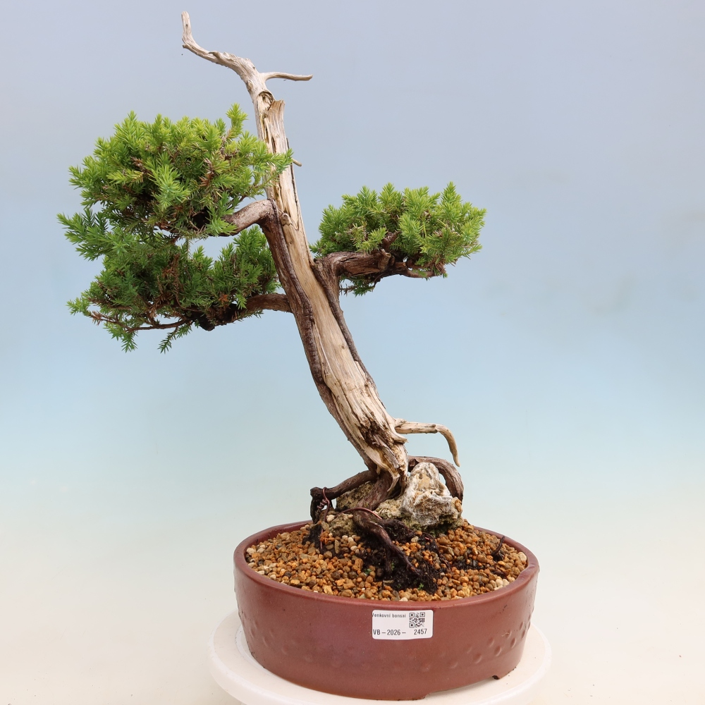 Bonsai voor buiten - Juniperus squamata – Schilferjeneverbes