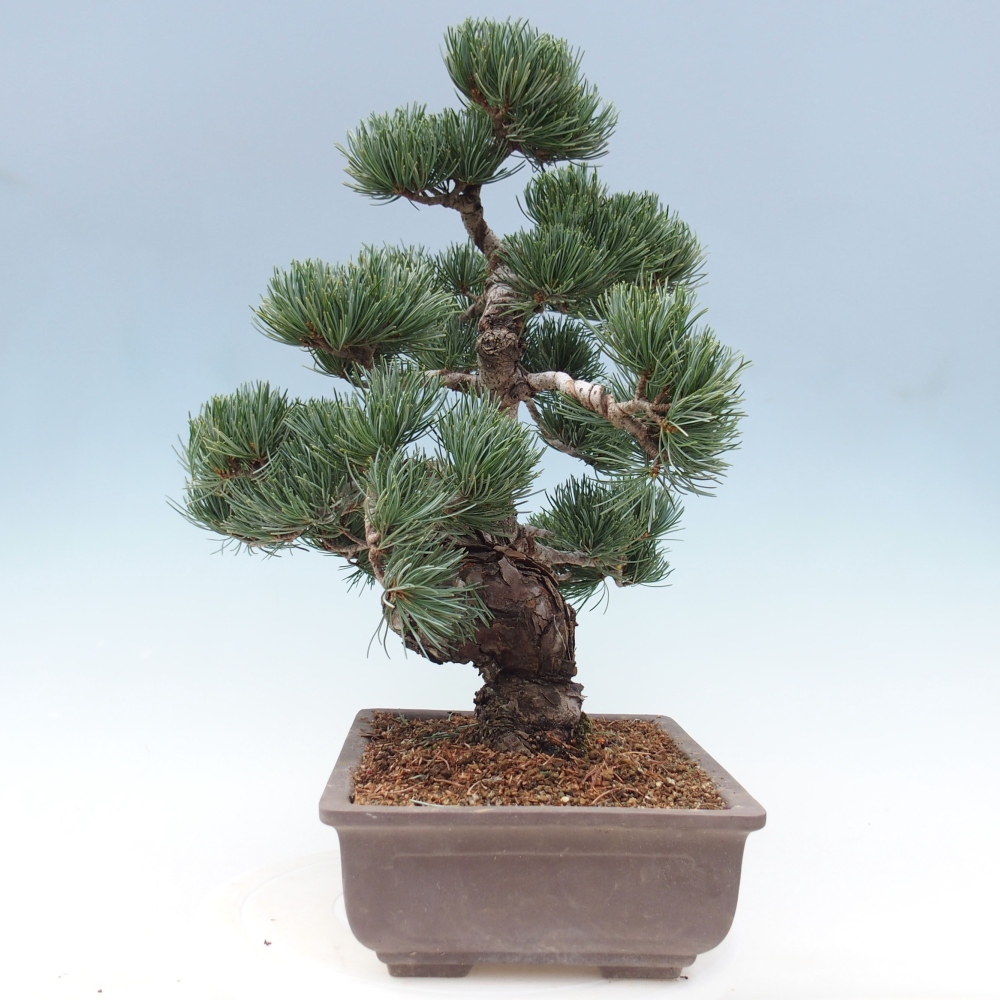 Bonsai voor buiten - Pinus parviflora - Pinus parviflora
