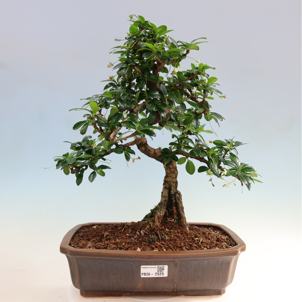 Kamerbonsai - Carmona macrophylla - Thee fuki