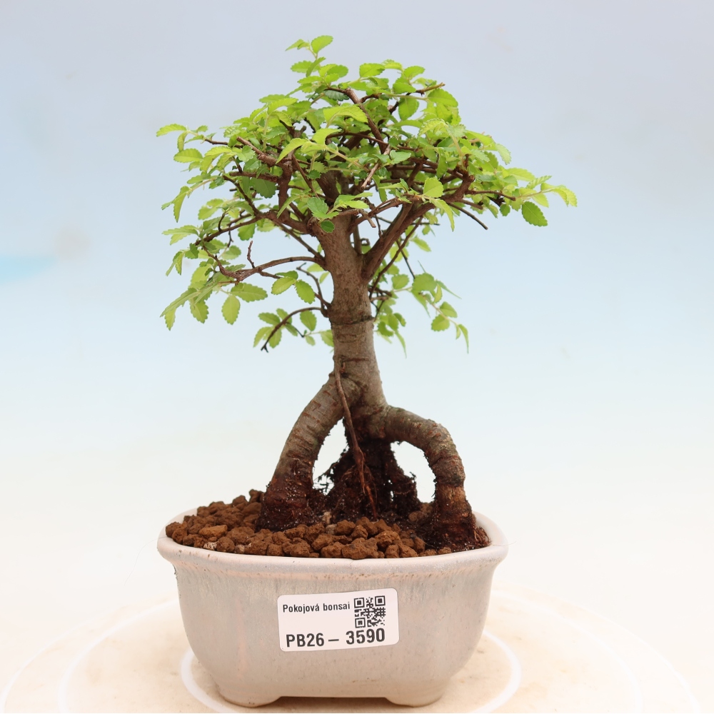 Kamerbonsai - Ulmus parvifolia - Winteriep