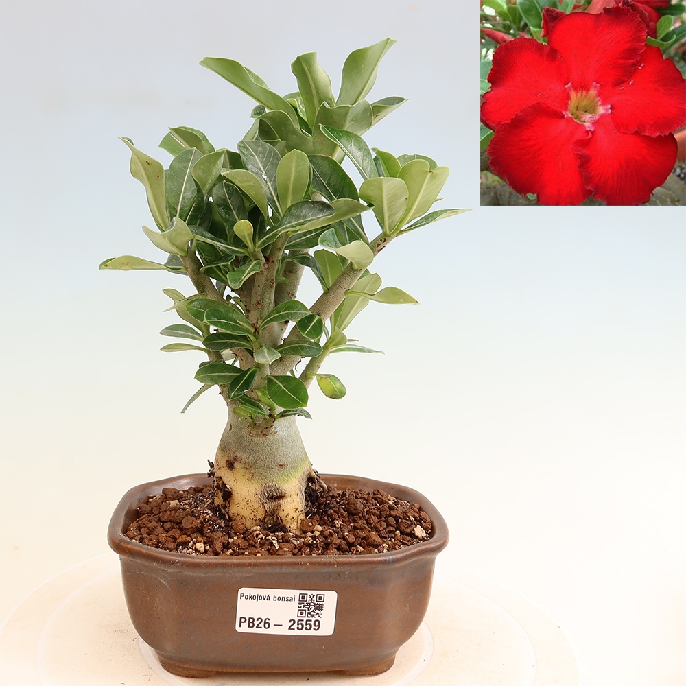 Kamerbonsai - Adenium obesum Red Star - Woestijnroos