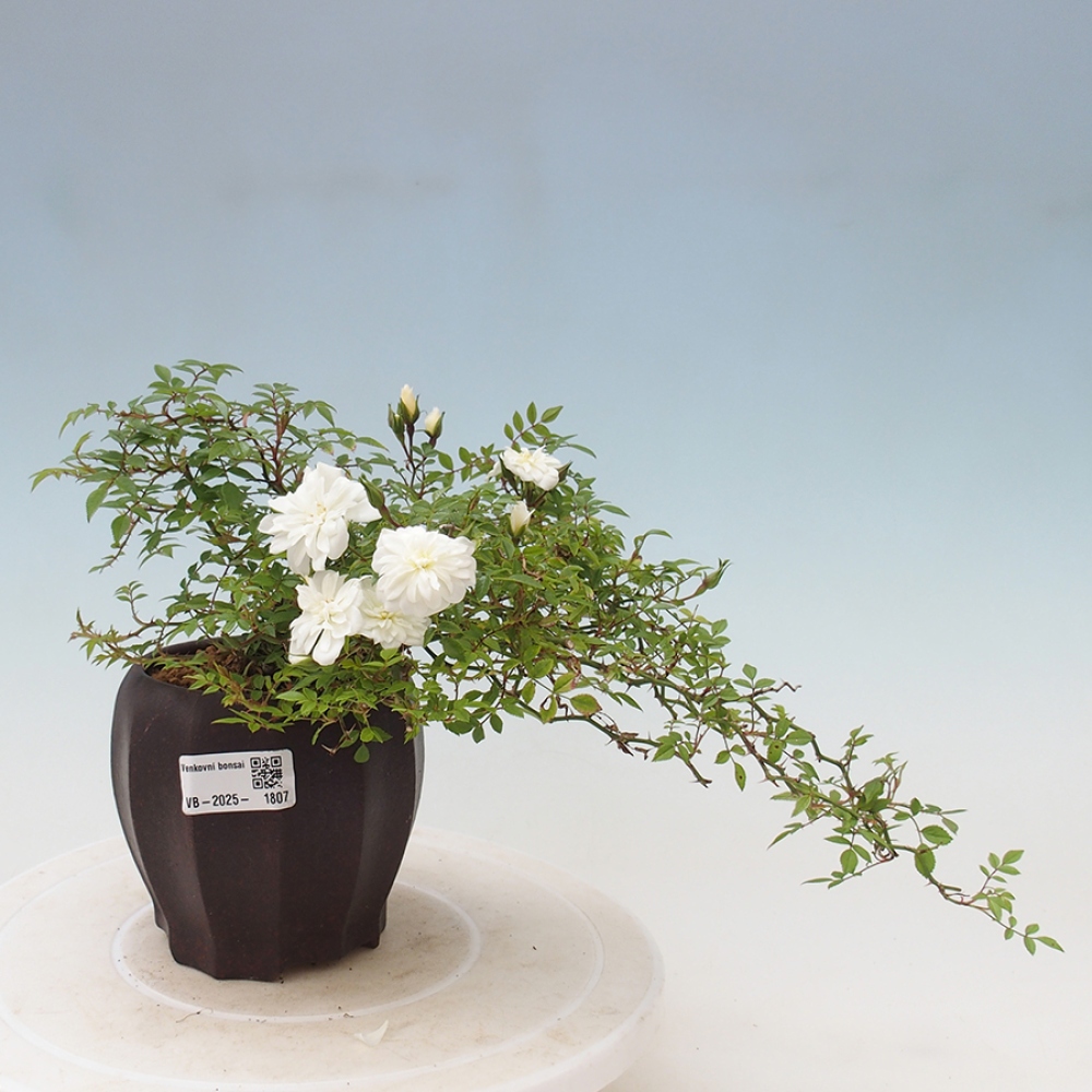 Bonsai voor buiten - Rosa Sea Foam - roos