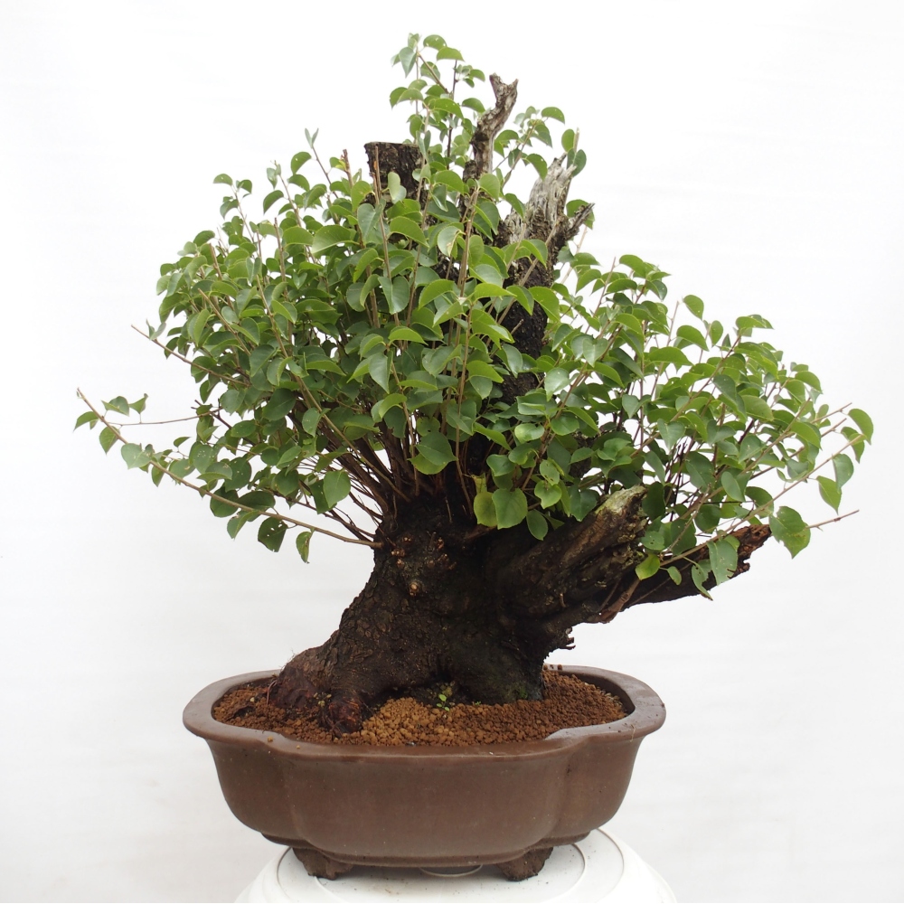 Bonsai voor buiten - Mahalebka - Prunus mahaleb