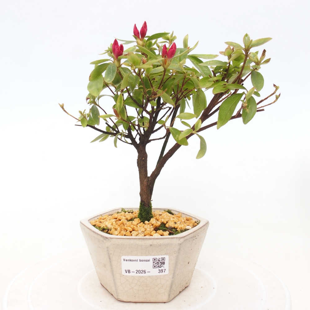 Bonsai voor buiten - Japanse azalea - Azalea sp.
