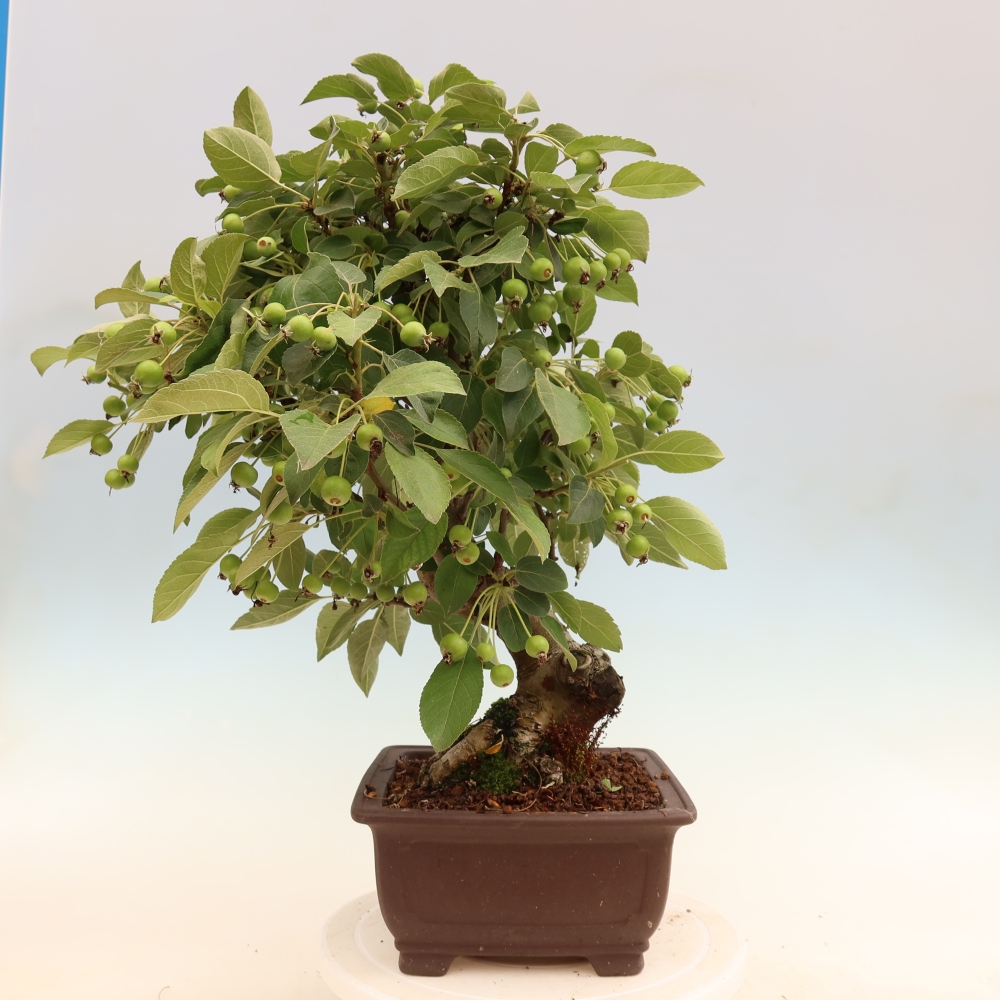Bonsai voor buiten -Malus halliana - Appelboom met kleine vruchten