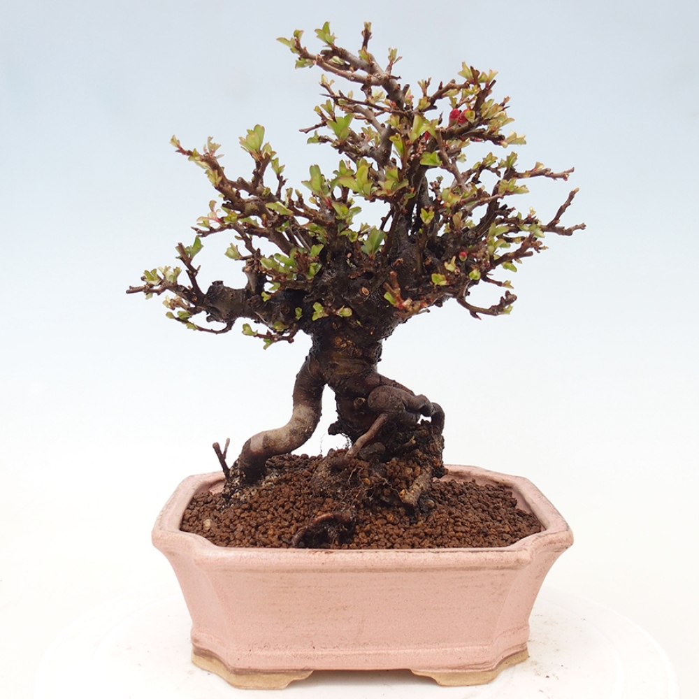 Bonsai voor buiten - Chaneomeles speciosa - Kweepeer