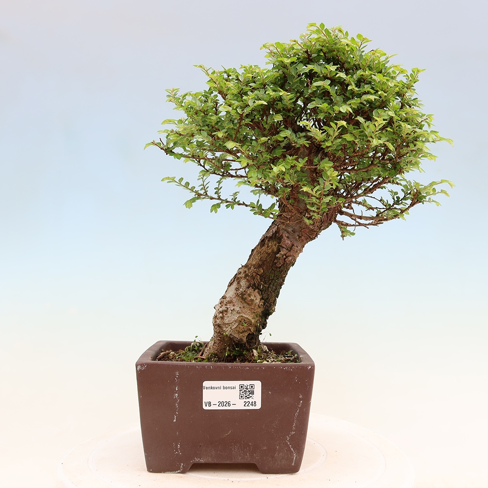 Bonsai voor buiten - Ulmus parvifolia Sagei - Kleinbladige iep
