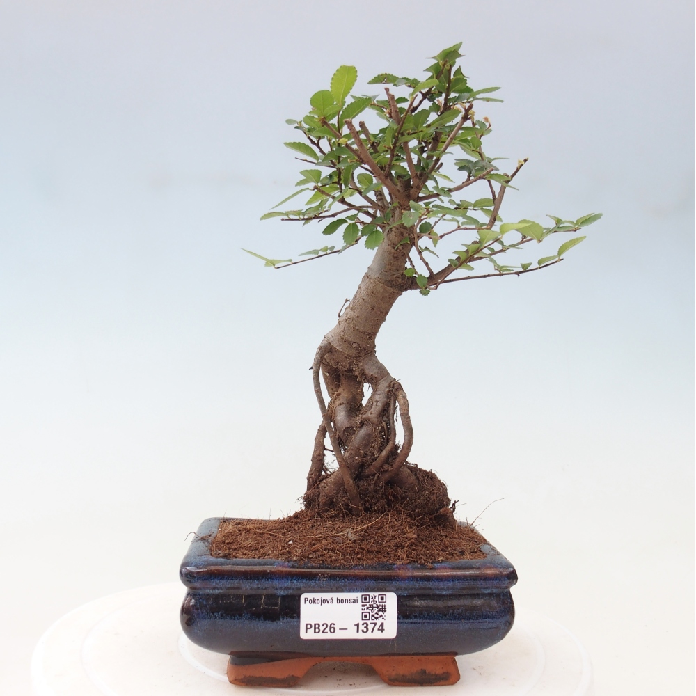 Kamerbonsai - Ulmus parvifolia - Winteriep