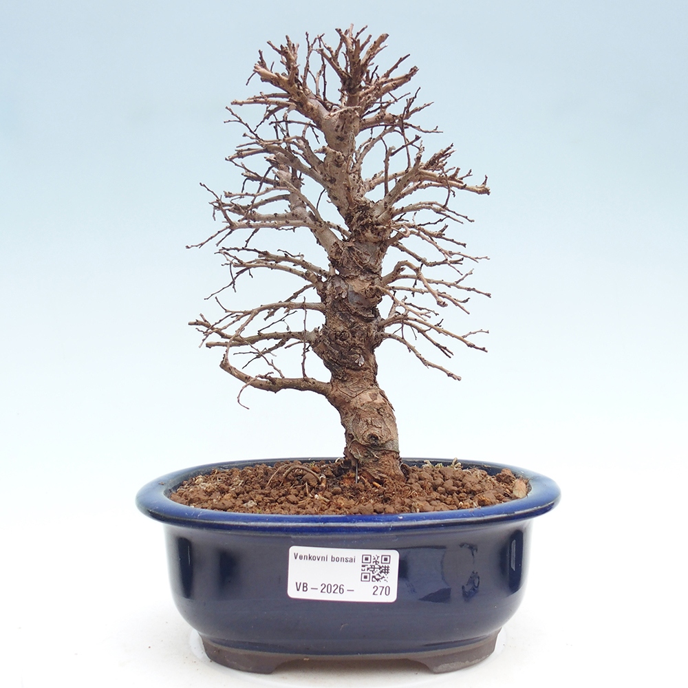 Bonsai voor buiten - Zelkova - Zelkova NIRE