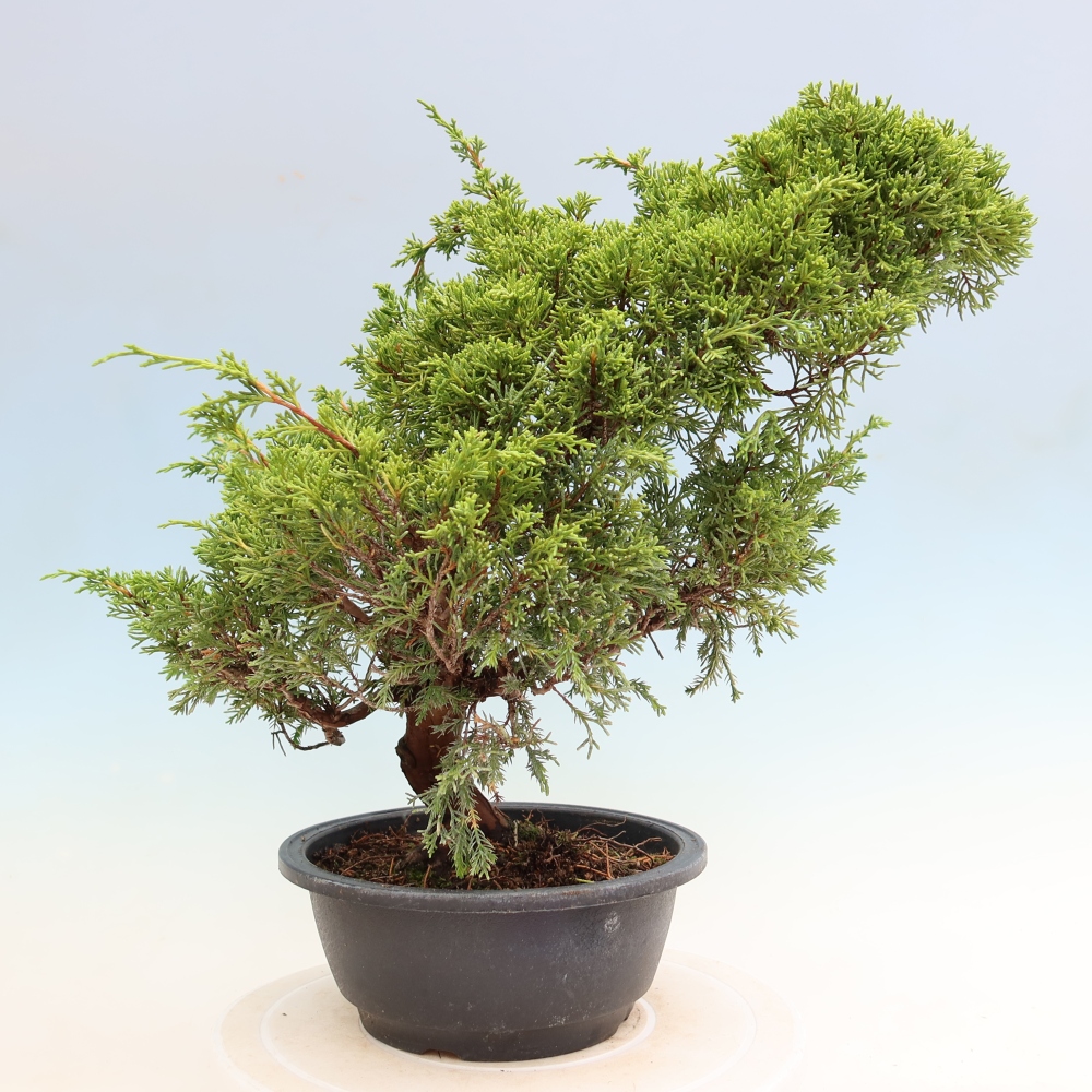Bonsai voor buiten - Juniperus chinensis Itoigawa-Juniperus chinensis