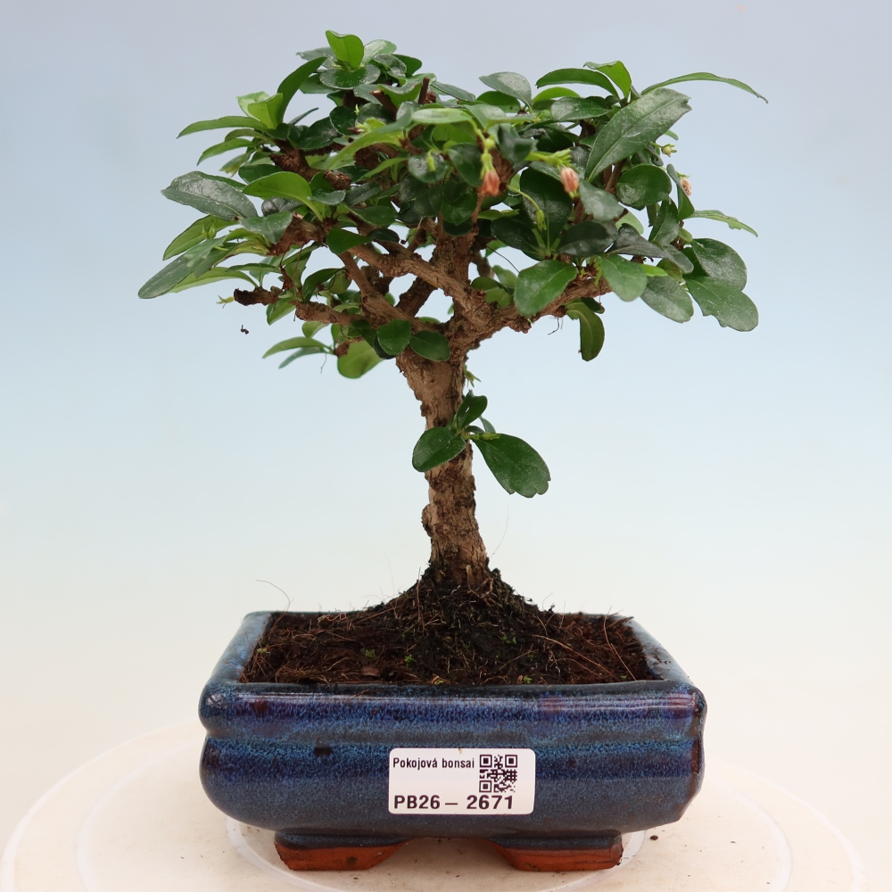 Kamerbonsai - Carmona macrophylla - Thee fuki