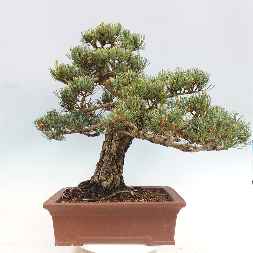 Bonsai voor buiten - Pinus parviflora - Pinus parviflora