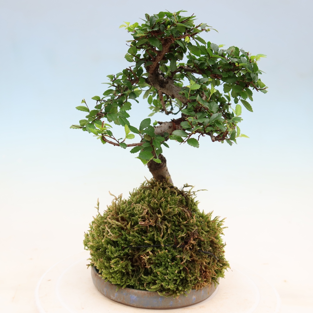 Kokedama met schaal – Ulmus parvifolia – kleinbladige iep