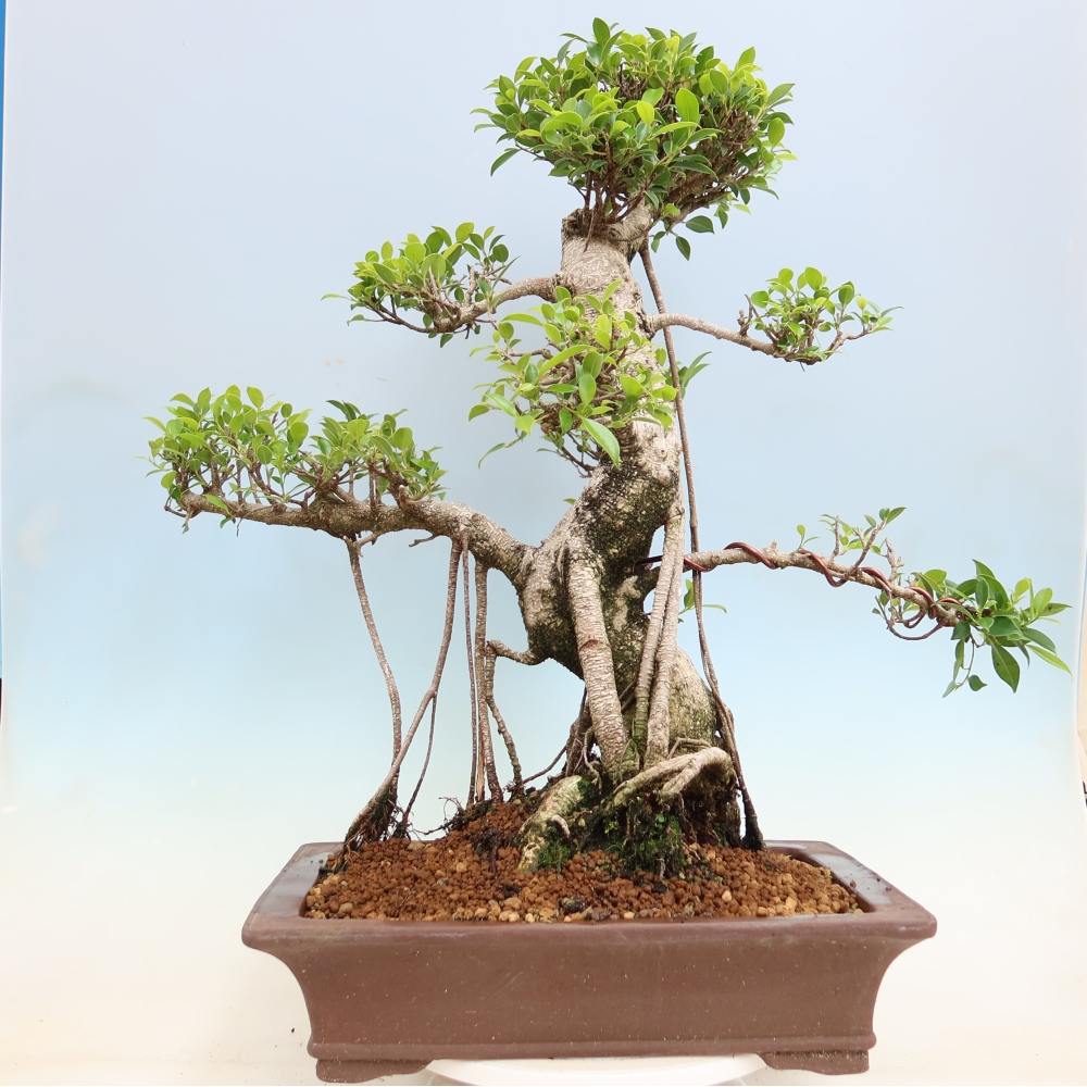 Kamerbonsai - Ficus kimmen - kleinbladige ficus