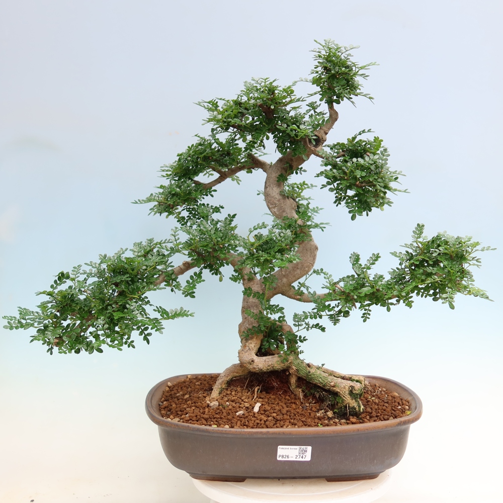 Kamerbonsai - Zantoxylum piperitum - peperboom