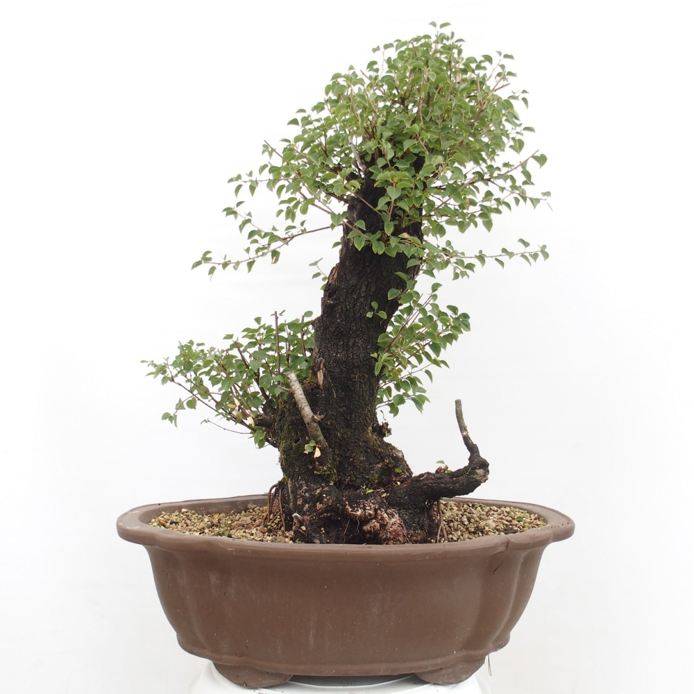 Bonsai voor buiten - Mahalebka - Prunus mahaleb