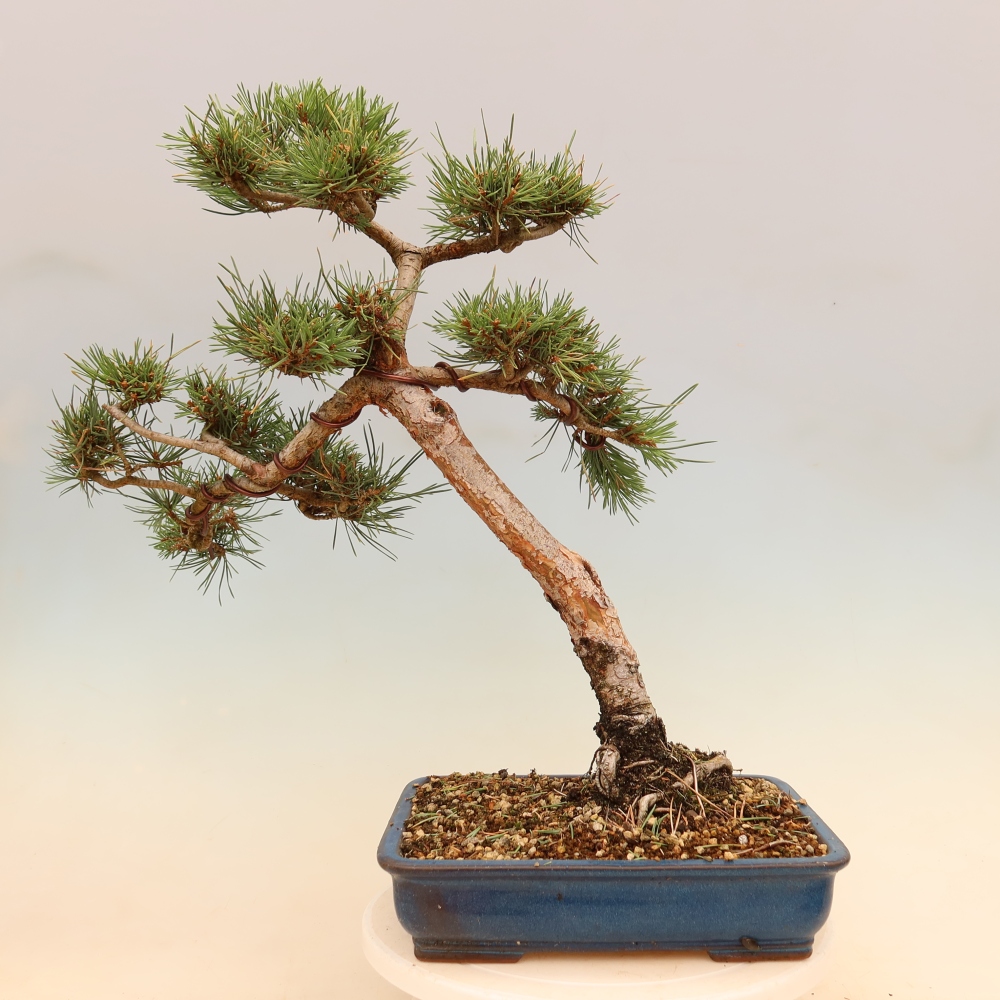 Bonsai voor buiten - Pinus Sylvestris Watererri - grove den